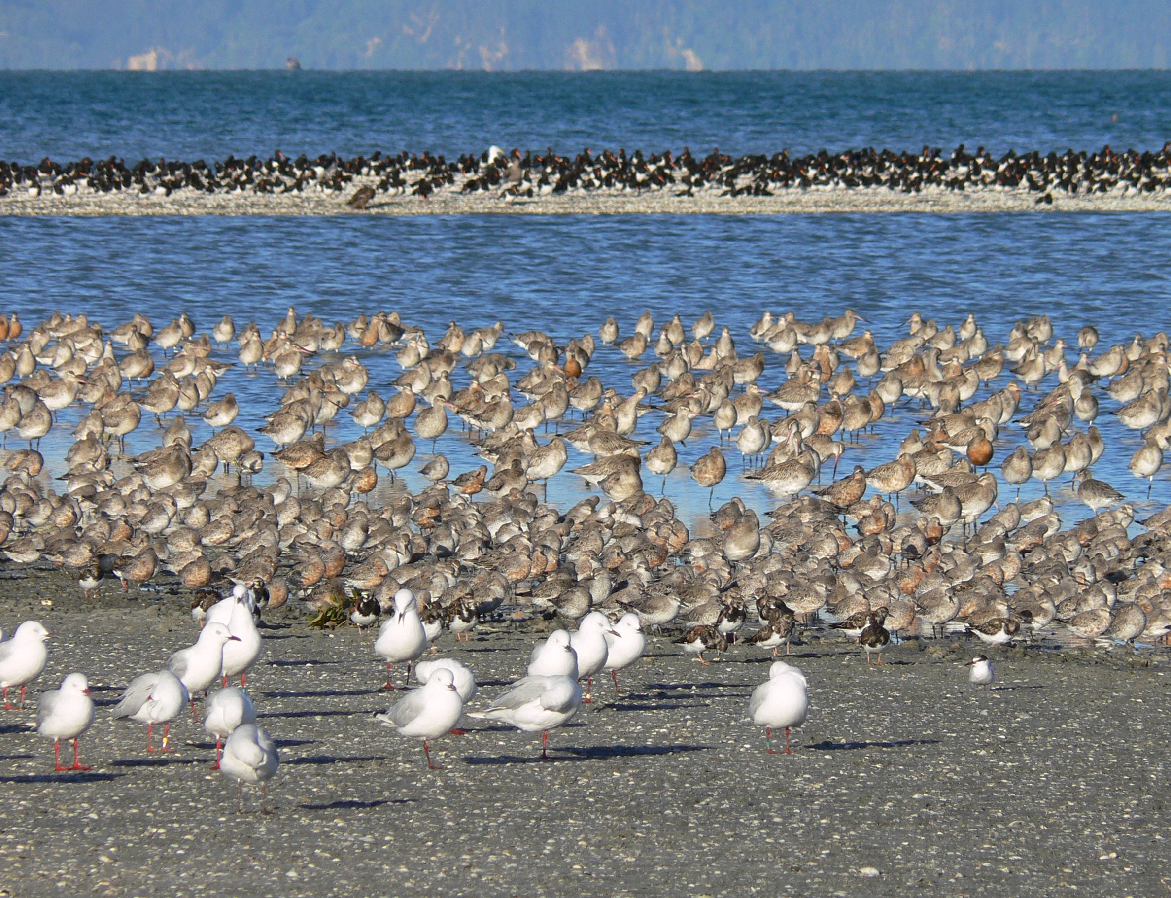 Shorebird-flocks-godwits-at-near-rear-Pukorokoro-Miranda-3374_sml